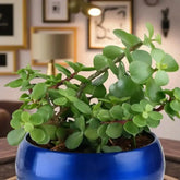 Close-up of lush green jade plant in a vibrant blue ceramic pot, perfect for indoor spaces and Valentine’s Day plant gifts.
